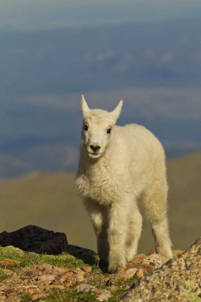 CO, Mount Evans Front view of mountain goat kid